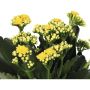 Kalanchoe gul Ø10,5 cm potte