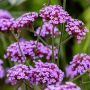 Verbena bonariensis ‘Lollipop’ Ø12 cm potte