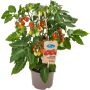 Pick & Joy tomatplante blommetomat