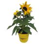 Solsikke Helianthus Ø15 cm potte