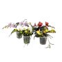 Orkidé 2-3 grenet Geisha Phalaenopsis-hybrid Ø12 cm potte