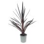 Cordyline Red Star Ø17 cm potte