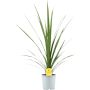 Cordyline Red Star Ø17 cm potte