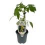 Tomatplante 'Lycopersicum Lemon Drops' blommetomat Ø11,5 cm potte
