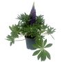 Lupin Ø19 cm potte - flere farver