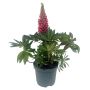 Lupin Ø19 cm potte - flere farver