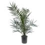 Palme Phoenix Canariensis H80 cm