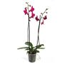 Orkidé 2 grenet Phalaenopsis Ø12 cm potte