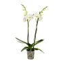 Orkidé 2 grenet Phalaenopsis Ø12 cm potte