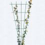 Bellissa rosenespalier grøn 150x75 cm