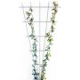 Bellissa vifteformet rosenespalier hvid 150x75 cm