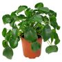 Pilea Grande Ø19 cm potte