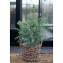 Cedrus Deodara Ø19 cm potte
