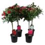 Opstammet rose H110-130 cm - flere farver
