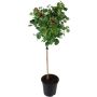 Opstammet rose H110-130 cm - flere farver