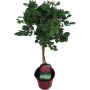 Opstammet rose H110-130 cm - flere farver