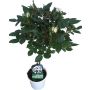 Opstammet rose H110-130 cm - flere farver