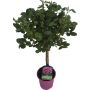 Opstammet rose H110-130 cm - flere farver