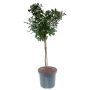 Opstammet rose H110-130 cm - flere farver
