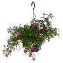 Fuchsia ampel Ø21 cm potte - flere farver