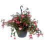 Fuchsia ampel Ø21 cm potte - flere farver