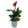 Canna Ø17 cm potte - flere varianter