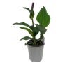 Canna Ø17 cm potte - flere varianter