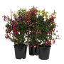 Fuchsia med espalier Ø19 cm potte - flere farver
