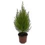 Cupressus Gold Crest Wilma 12cm