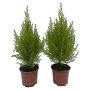 Cupressus Gold Crest Wilma 12cm
