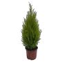 Cupressus M. Goldcrest 17 cm