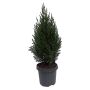 Kinesisk enebærbusk juniperus chinensis stricta 13 cm