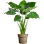 Elefantøre Alocasia Cucullata Ø24 cm potte