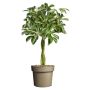 Schefflera Nora Ø17 cm potte