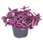 Tradescantia ‘Pink Paradise’ Ø12 cm potte