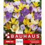 Kapiteyn blomsterløg krokus Promo Specie Mix 50 stk. 