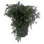 Chamaecyparis pisifera 'Squarrosa' 19 cm potte