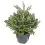 Abies Nordmanniana nordmannsgran 5 L