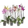 Orkidé 3-grenet Phalaenopsis Ø12 cm potte ass. farver