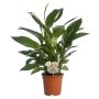 Fredslilje Spathiphyllum Ø17 cm potte