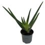 Aloe vera Ø15 cm potte