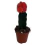 Kaktus Gymnocalycium Ø8,5 cm potte - flere varianter