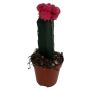 Kaktus Gymnocalycium Ø8,5 cm potte - flere varianter