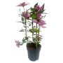 Clematis espalier Ø19 cm potte - flere farver