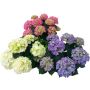 Hortensia Hydrangea Ø23 cm potte - flere farver