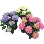 Hortensia Hydrangea Ø23 cm potte - flere farver