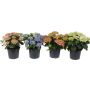 Hortensia Hydrangea Ø23 cm potte - flere farver