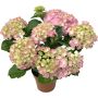 Hortensia Hydrangea Ø23 cm potte - flere farver