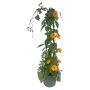 Thunbergia på stativ Ø17 cm potte - flere farver