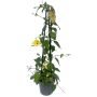 Thunbergia på stativ Ø17 cm potte - flere farver